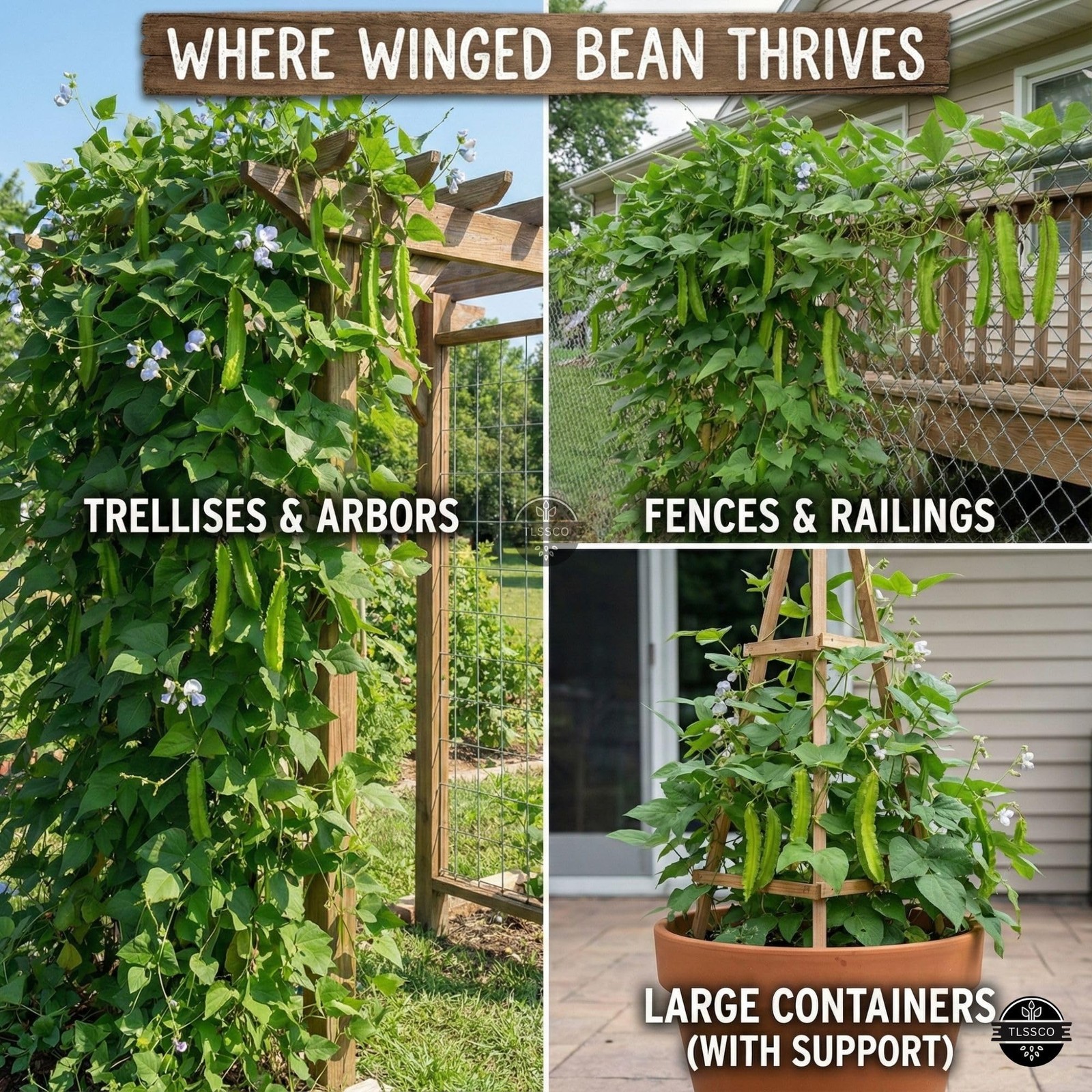 50+ USA Premium Winged Bean Seeds for Planting, Non-GMO â€“ Green
