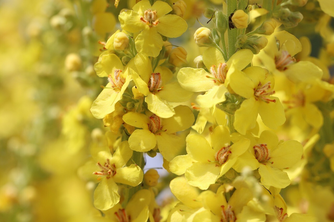 1500 Great Mullein Seeds, (Verbascum thapsus). Seeds From Healthy Parent Plants.