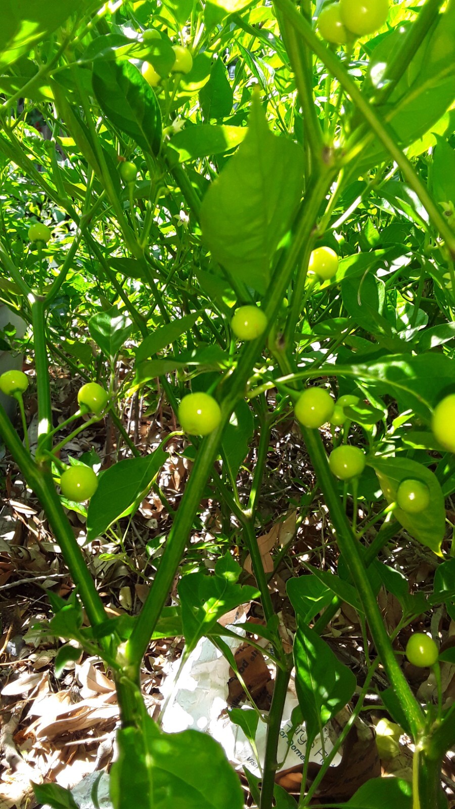 50+ Aji Charapita pepper seeds Peruvian Organic Non-gmo Open Pollinated