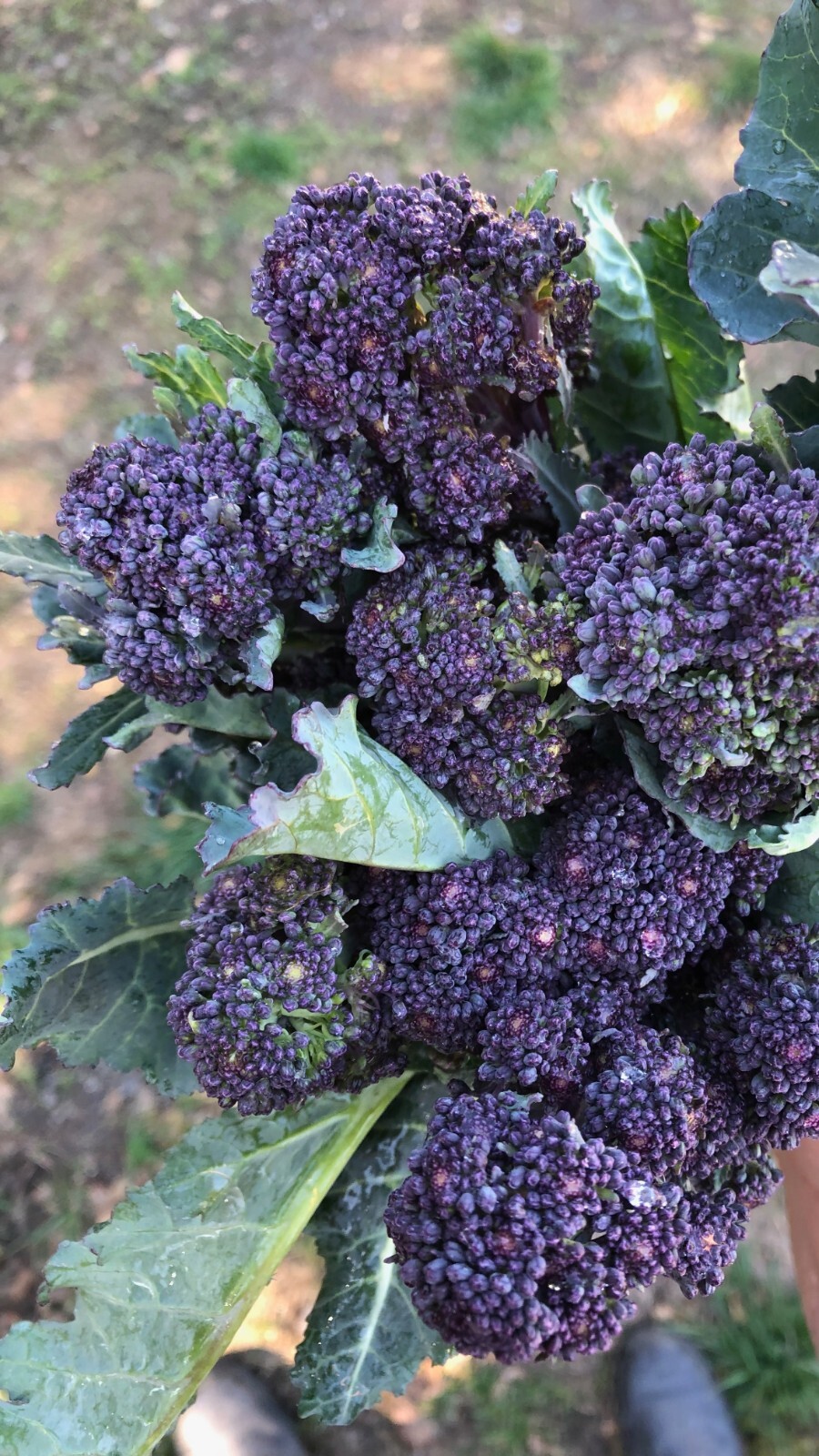 Purple Sprouting Broccoli Seeds for Planting Organic Non-GMO Seed Packet Bulk