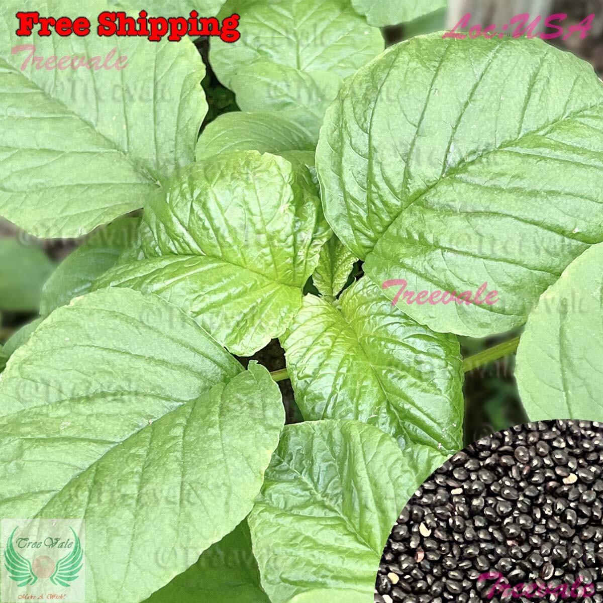 Green Leaf Amaranth SEEDS | Green Amaranth, Jamaican Callaloo, Yin Choi SEEDS