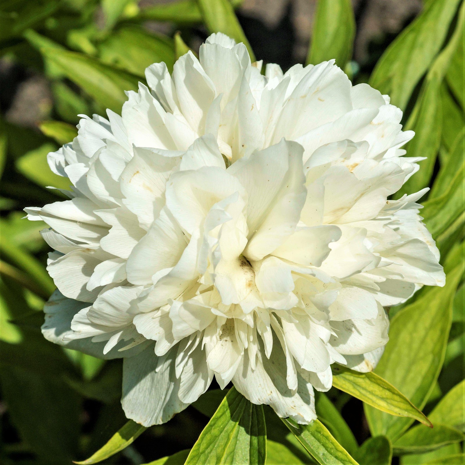 Peony Alba Plena 1 Root Division, Fragrant White Spring Flowers Bloom in Sun