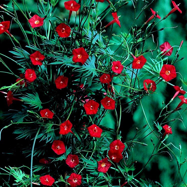 50 STAR GLORY SEEDS Cardinal Creeper Vine Flower Plant Butterflies Hummingbirds
