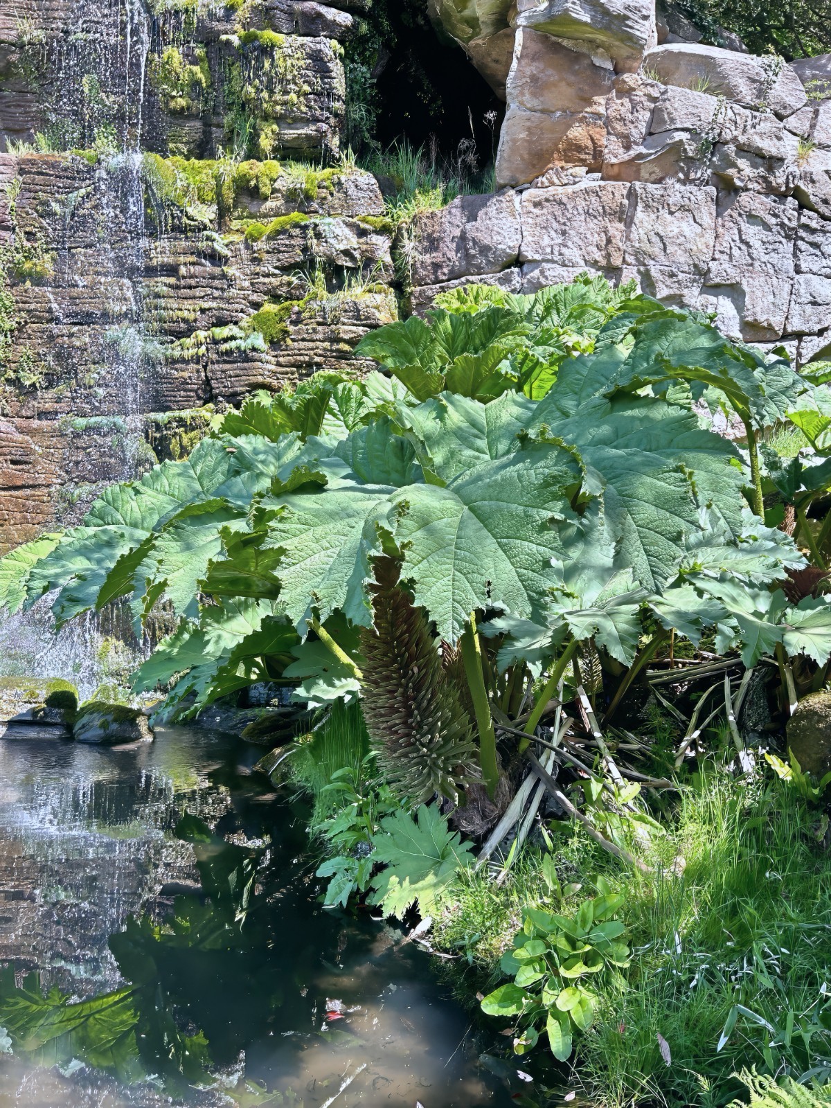 25 GUNNERA MANICATA SEEDS “Dinosaur Food” Giant Hardy Exotic Flower Plant RARE!