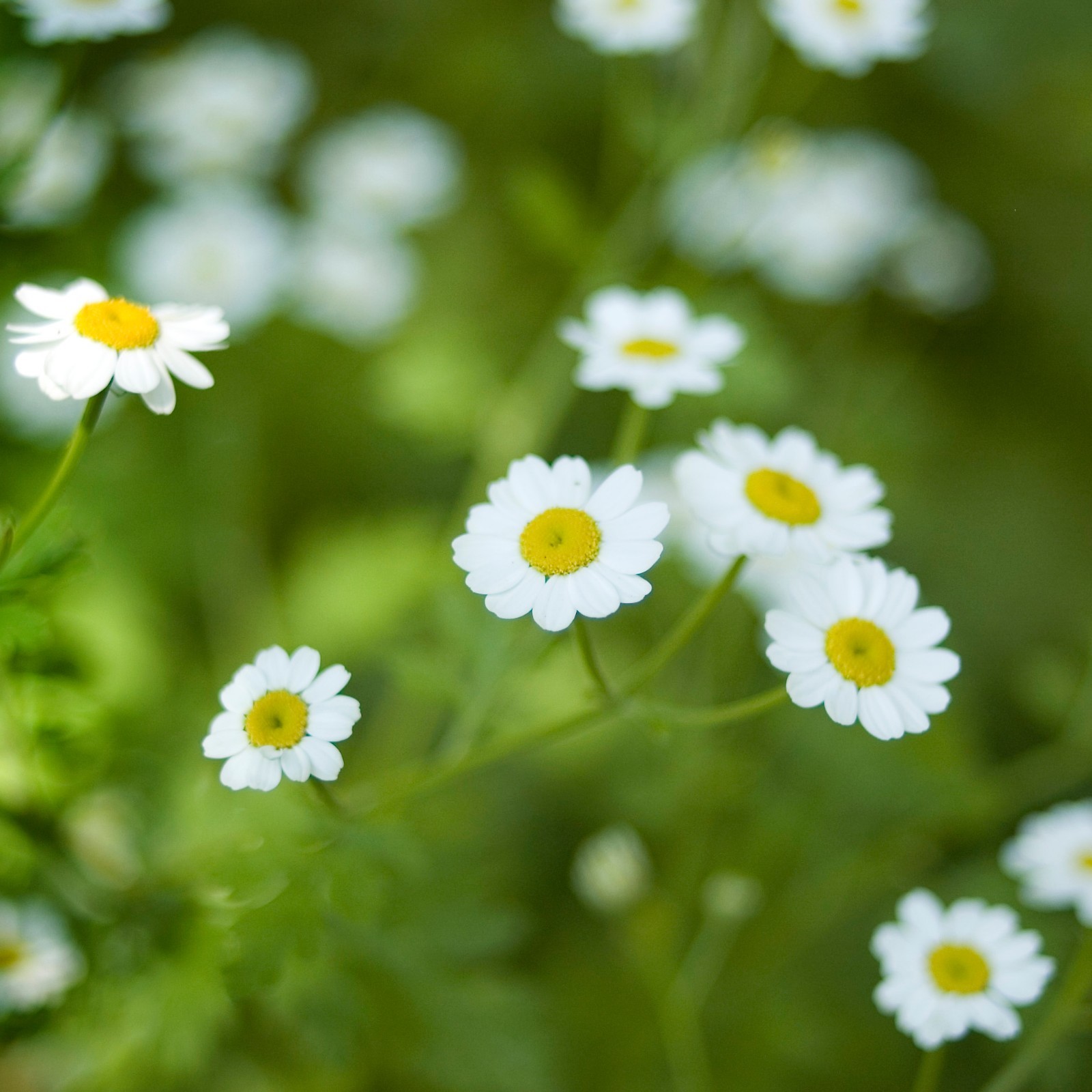 1,000 Tanacetum Parthenium Seeds – Feverfew Seeds – Medicinal Plant – Herb