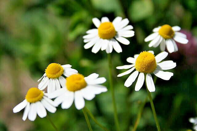 GERMAN CHAMOMILE 100 SEEDS, HERB, SLEEP, CALMING, HEALING, MATRICARIA RECUTITA