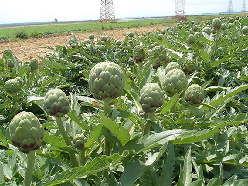 Globe Artichoke, Cynara scolymus, Seeds