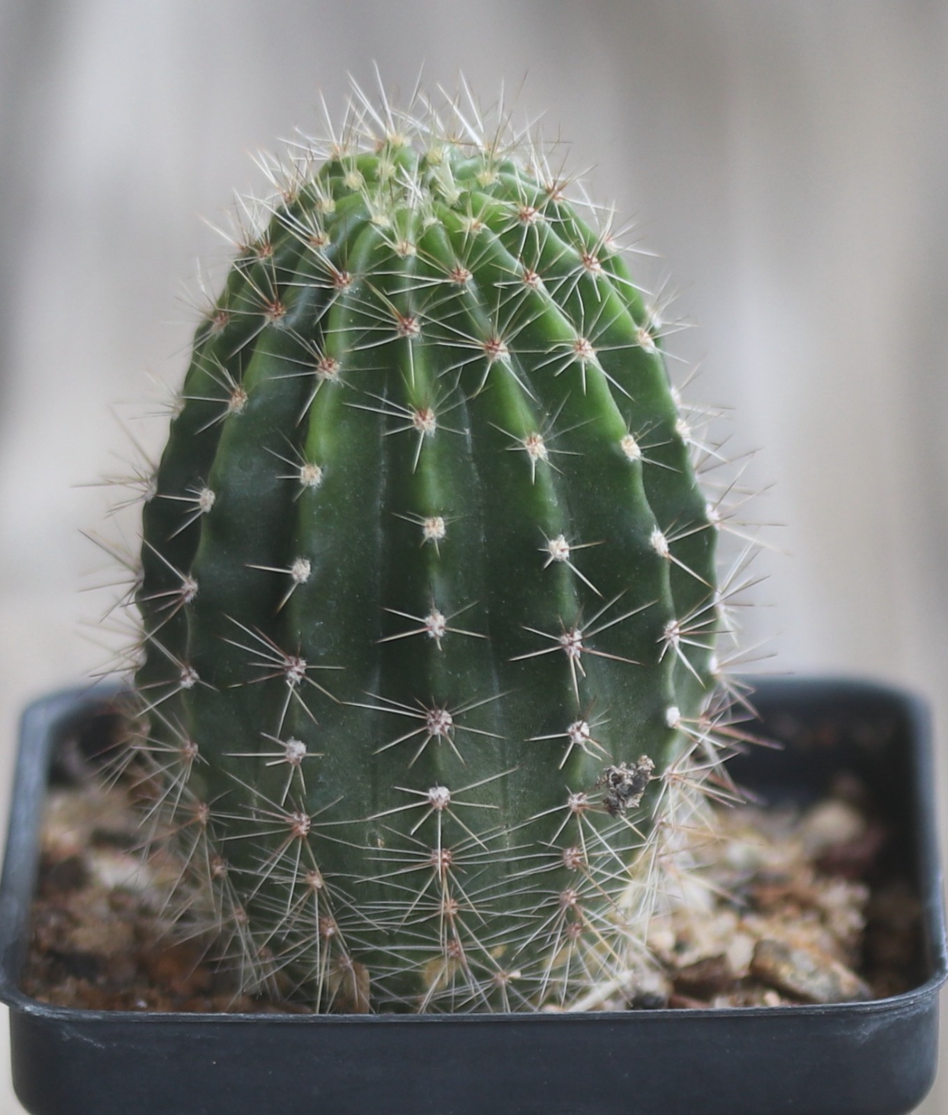 Echinopsis hybrid ‘Baron’
