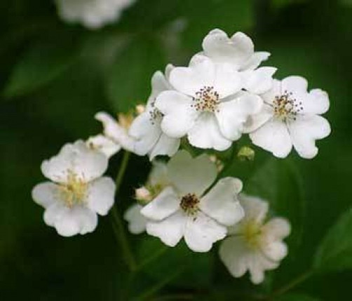 Rubus leucodermis or Black Raspberry 10 seeds