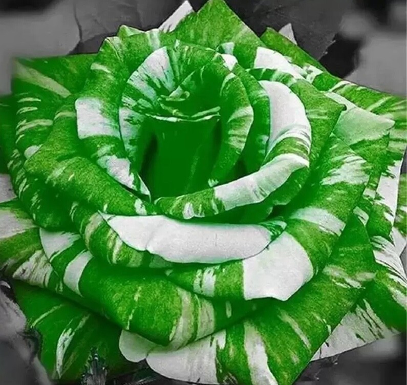 20 SEEDS for Green/White Dragon striped Rose flower Bush Rare exotic USA Seller