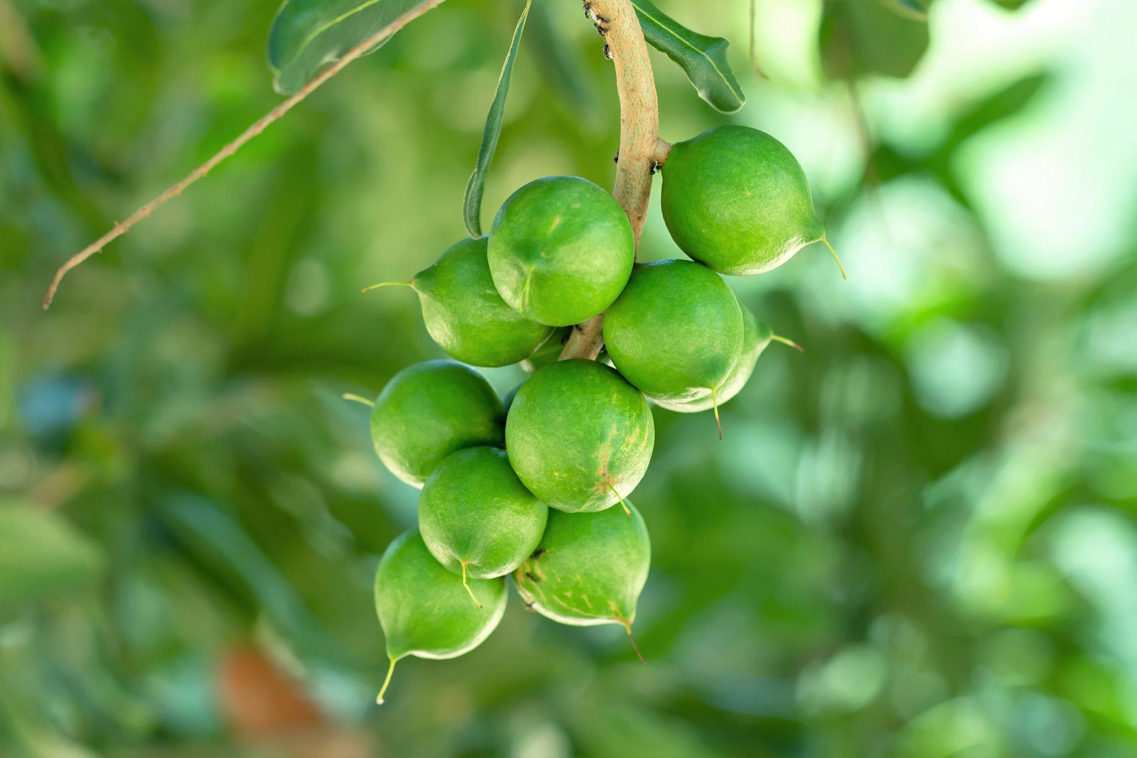 5 MACADAMIA NUT Tree Macadamia Integrifolia Nut Fruit White Pink Flower Seeds