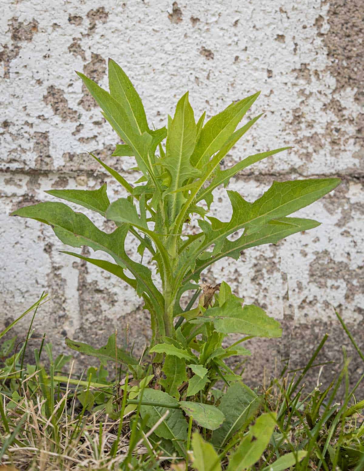 (50+Wild Lettuce Seeds ) (Lactuca serriola) – Organic 50+ seeds (Opium)