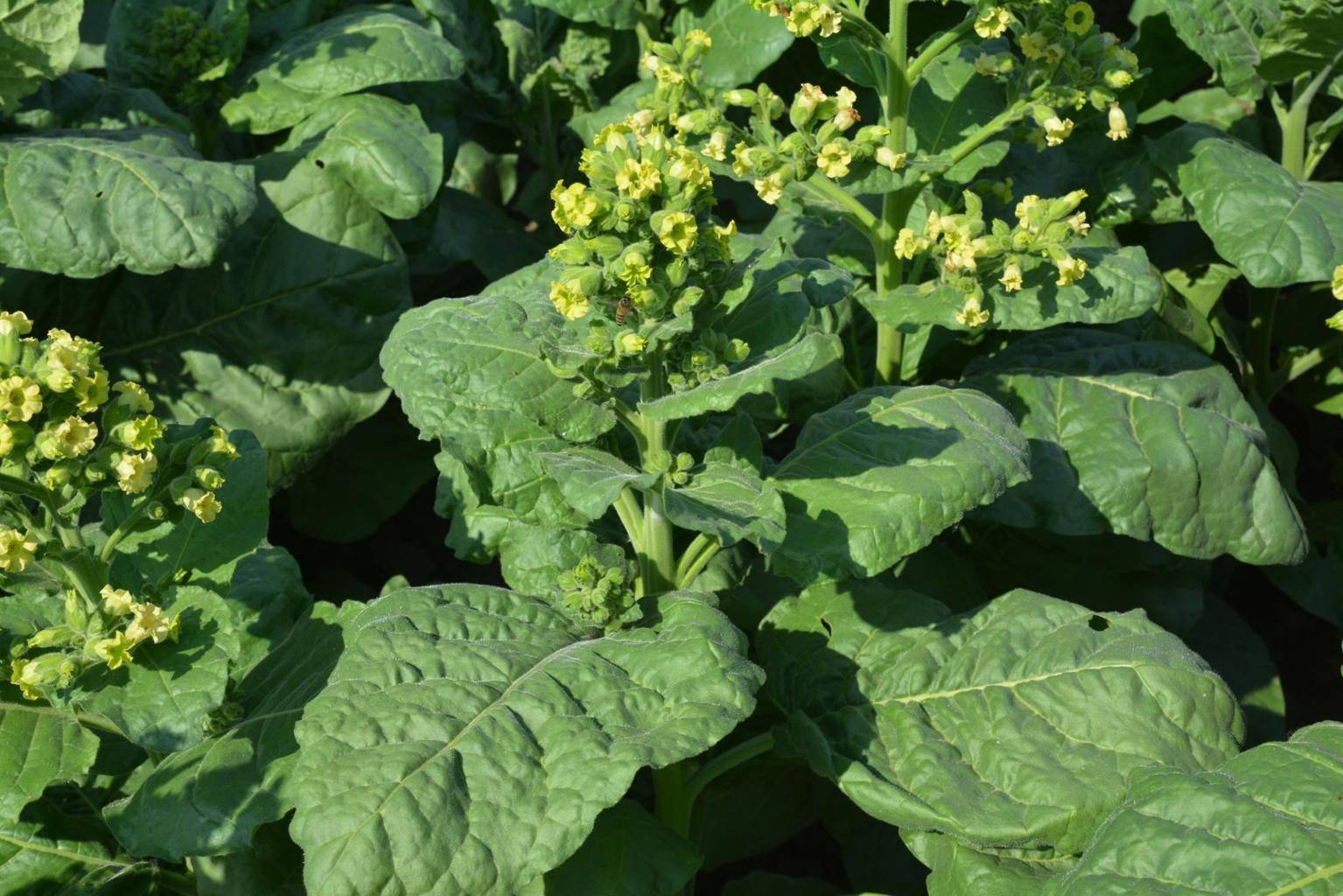 1000 Punche rustica Tobacco Seeds – Nic. Rustica Tobacco – Sacred Tobacco USA