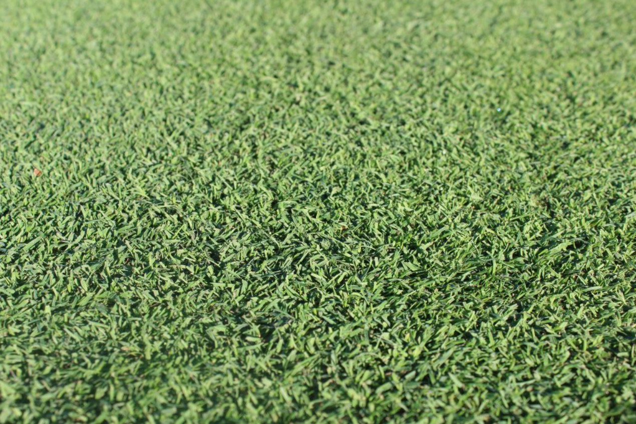 007 Creeping Bentgrass Seed 40,000 seeds