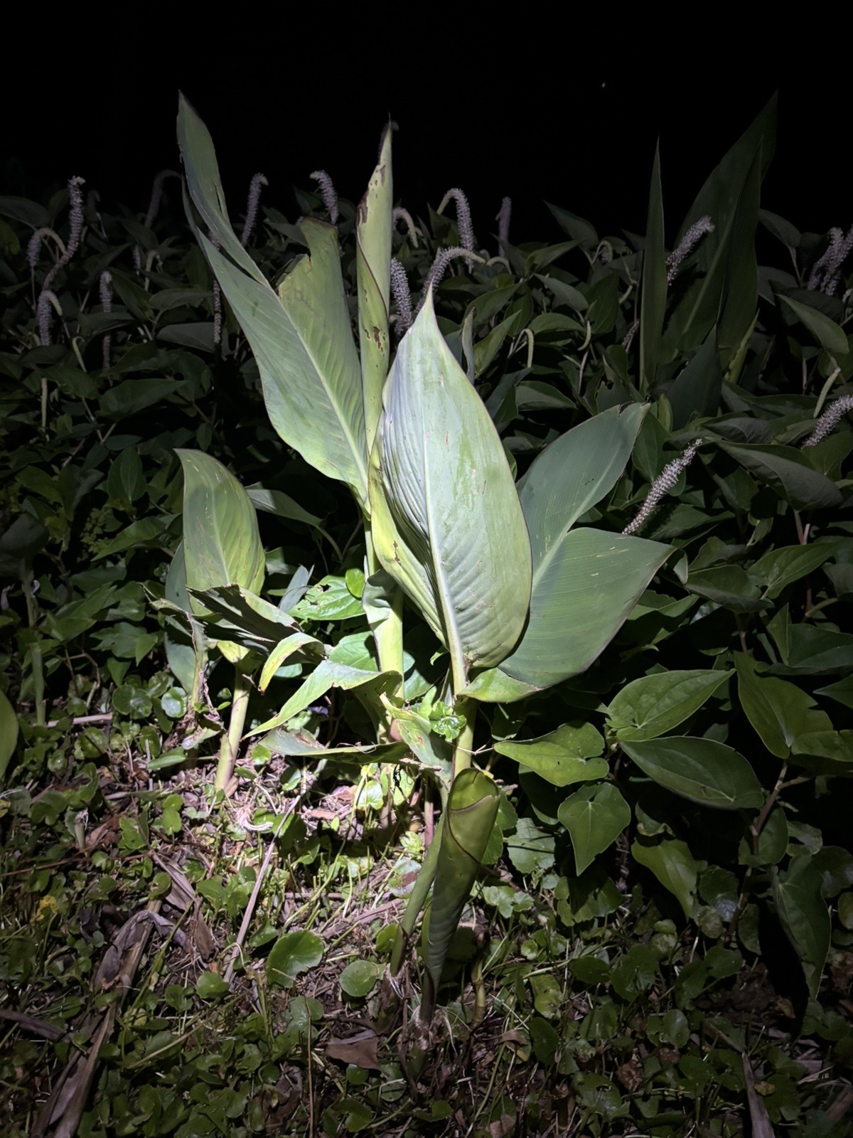 Gorgeous Thai Sunray Canna Lilly Rhizomes Live Plant