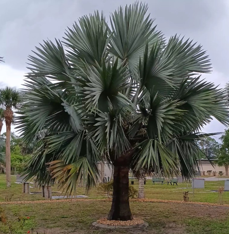 (Lot Of 8 ) Silver Bismarck Palm Tree Seeds