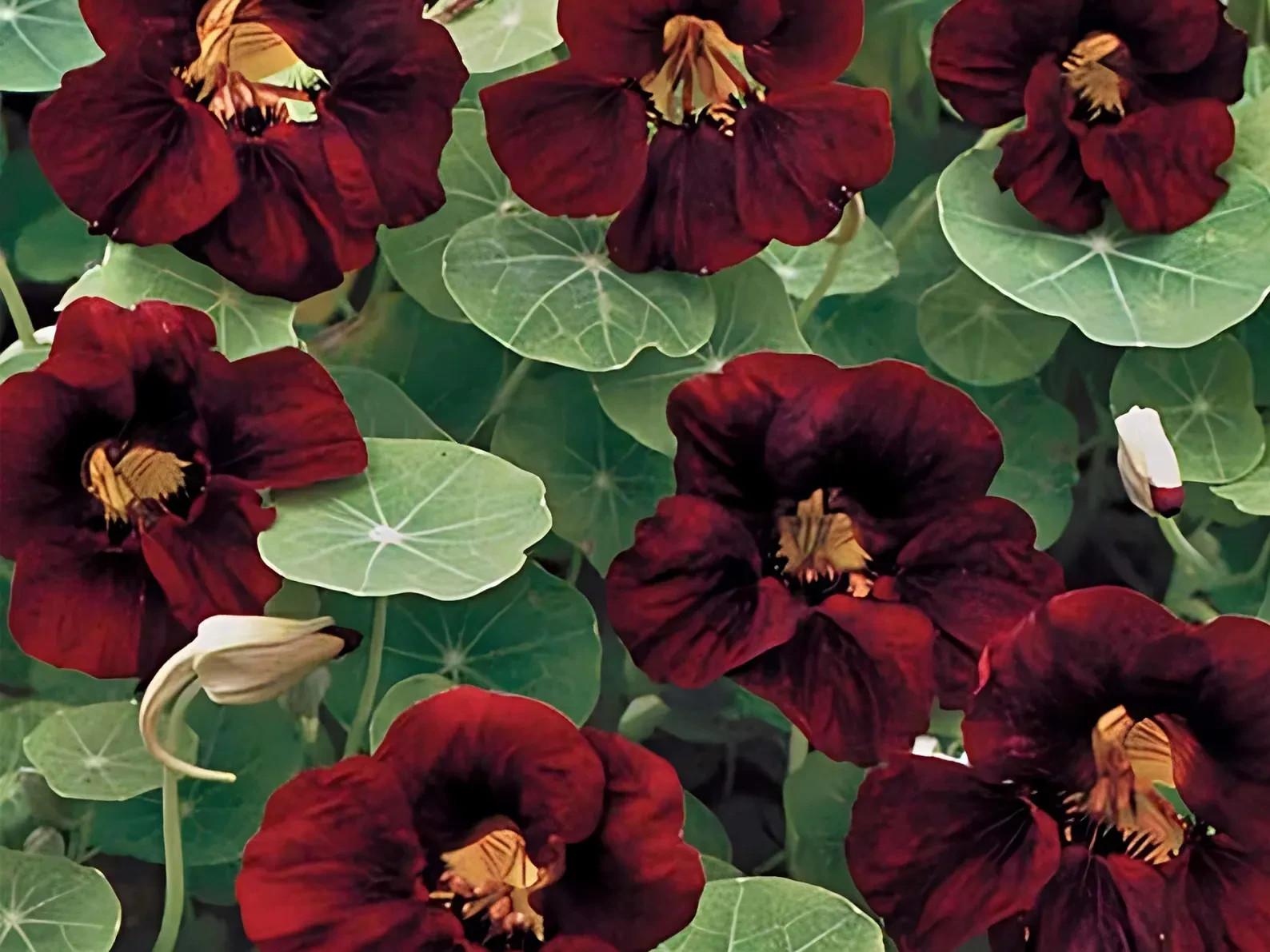 Nasturtium BLACK VELVET Heirloom Edible Beneficial Flowers USA Non-GMO 25 Seeds