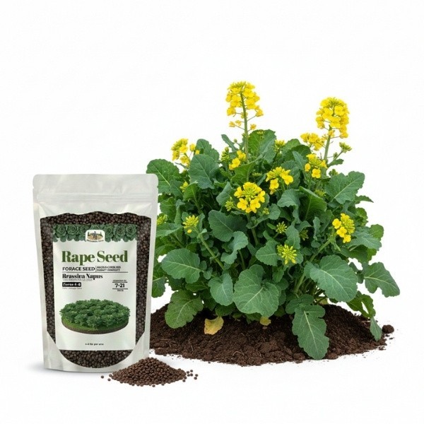 Old Cobblers Farm™ Wicked Tuff Turf Essex Dwarf Rape Seed – Lush Green Forage