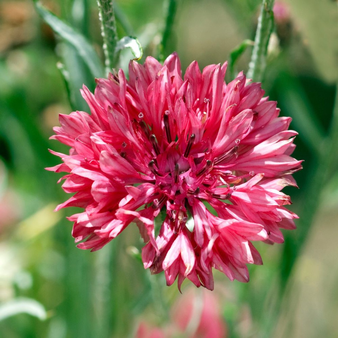 Tall Red Bachelor Button Cornflower Flower Seeds. 250 Seeds Free Shipping!
