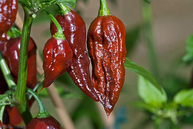 15 seeds Chocolate Brown Bhut Jolokia Ghost Pepper Guiness World Record Hot RARE