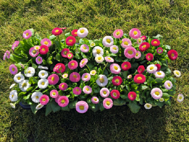 Bellis Seeds Bella Daisy Mix 25 Pelleted Seeds English Daisy