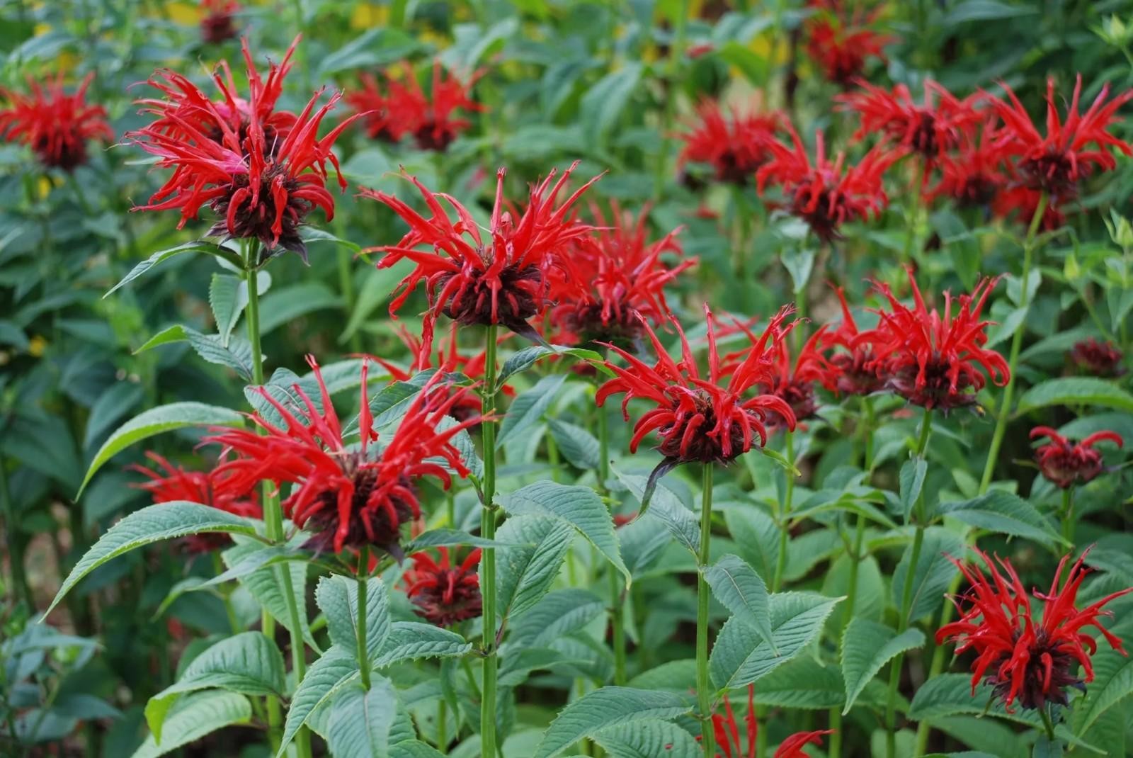 3000 Hummingbird & Butterfly Pollinator Wildflower Seeds Mix Non-GMO