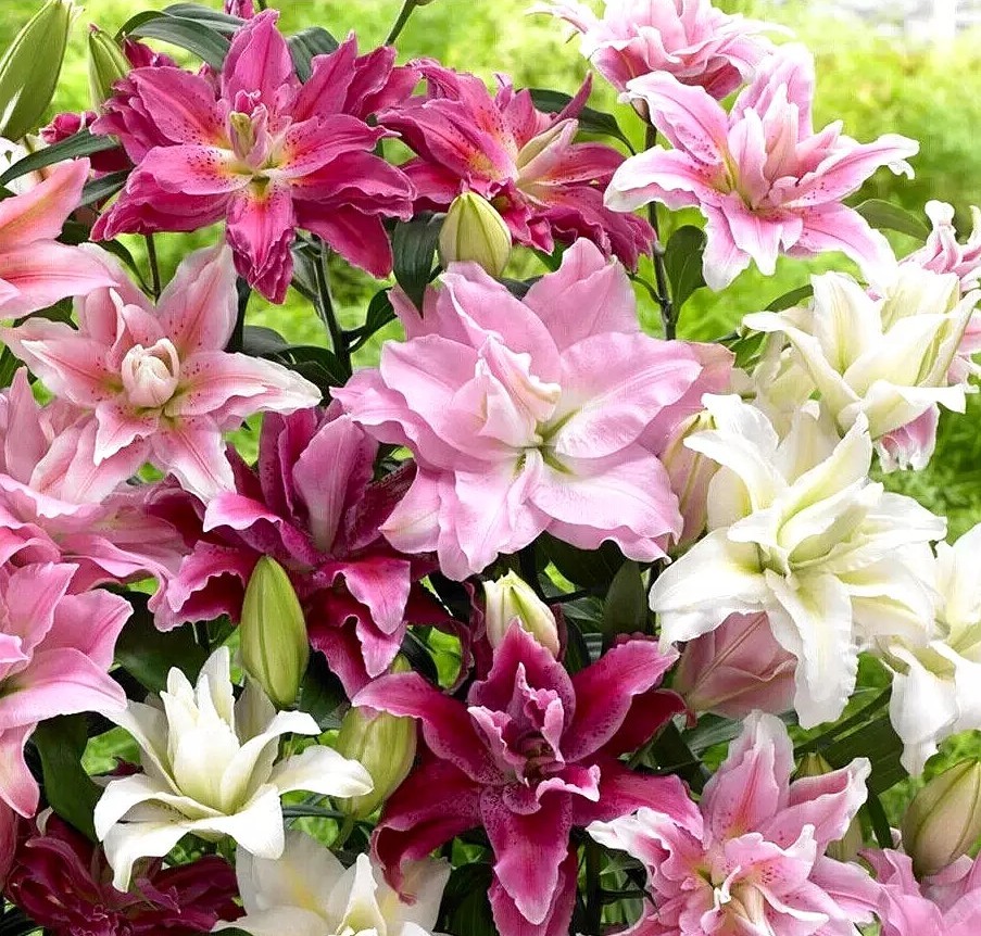 Lilys Flower Bulbs Roselily 4 Rose Lily Double Bulb Mix Pink White Pollen Free