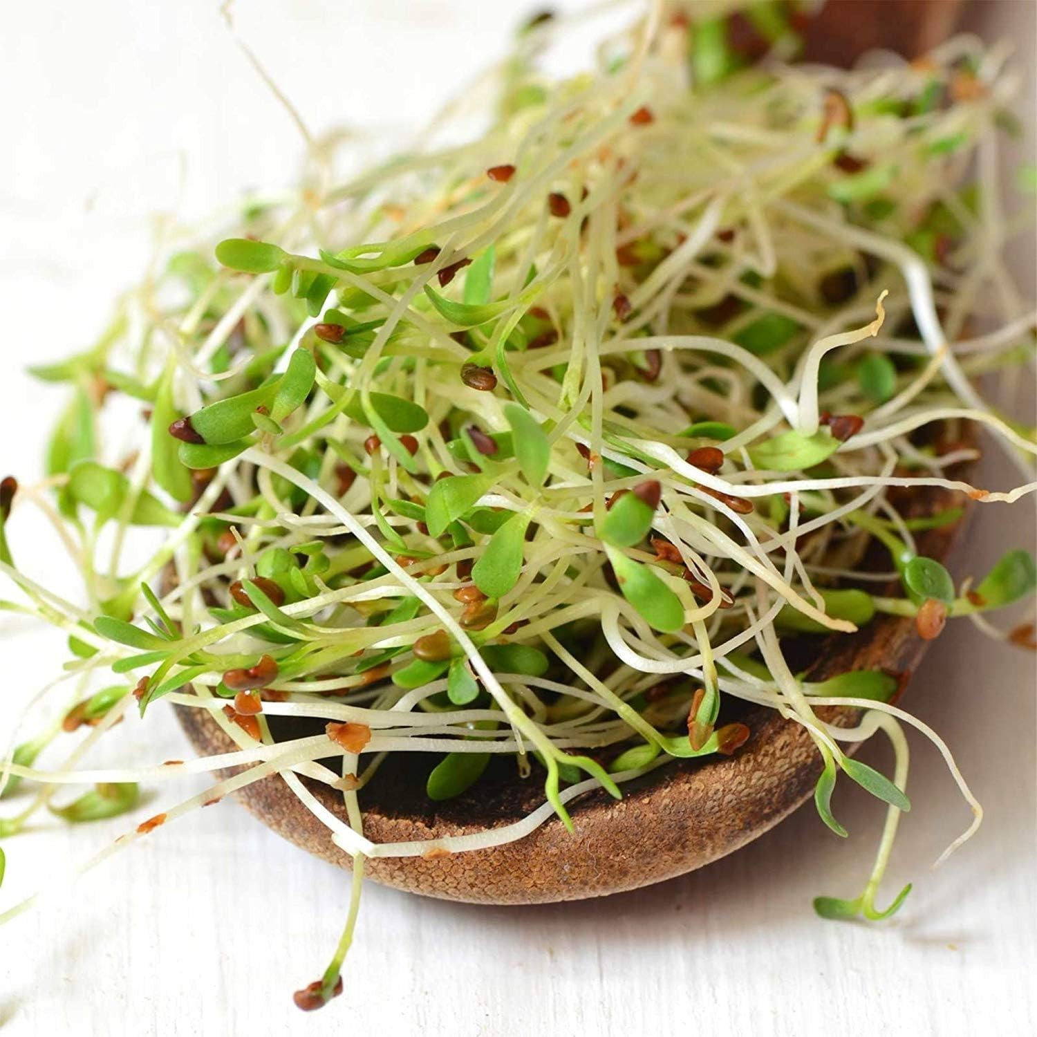 Bulk Organic Alfalfa Sprouting Seed – 2.5 Lbs