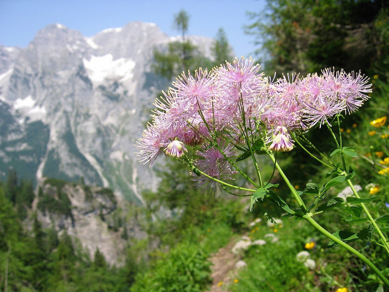5 COLUMBINE MEADOW RUE Thalictrum Aquilegifolium Purple Pink Flower Seeds