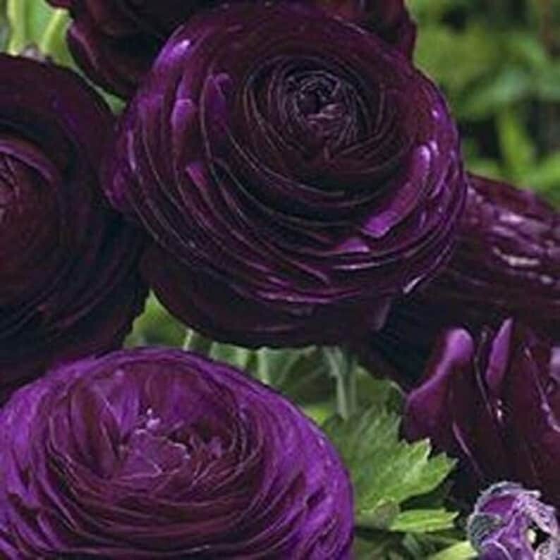 25 Purple Ranunculus Bulbs 7-8 Cm Corms Peony Rose look Wedding Bouquet Flowers