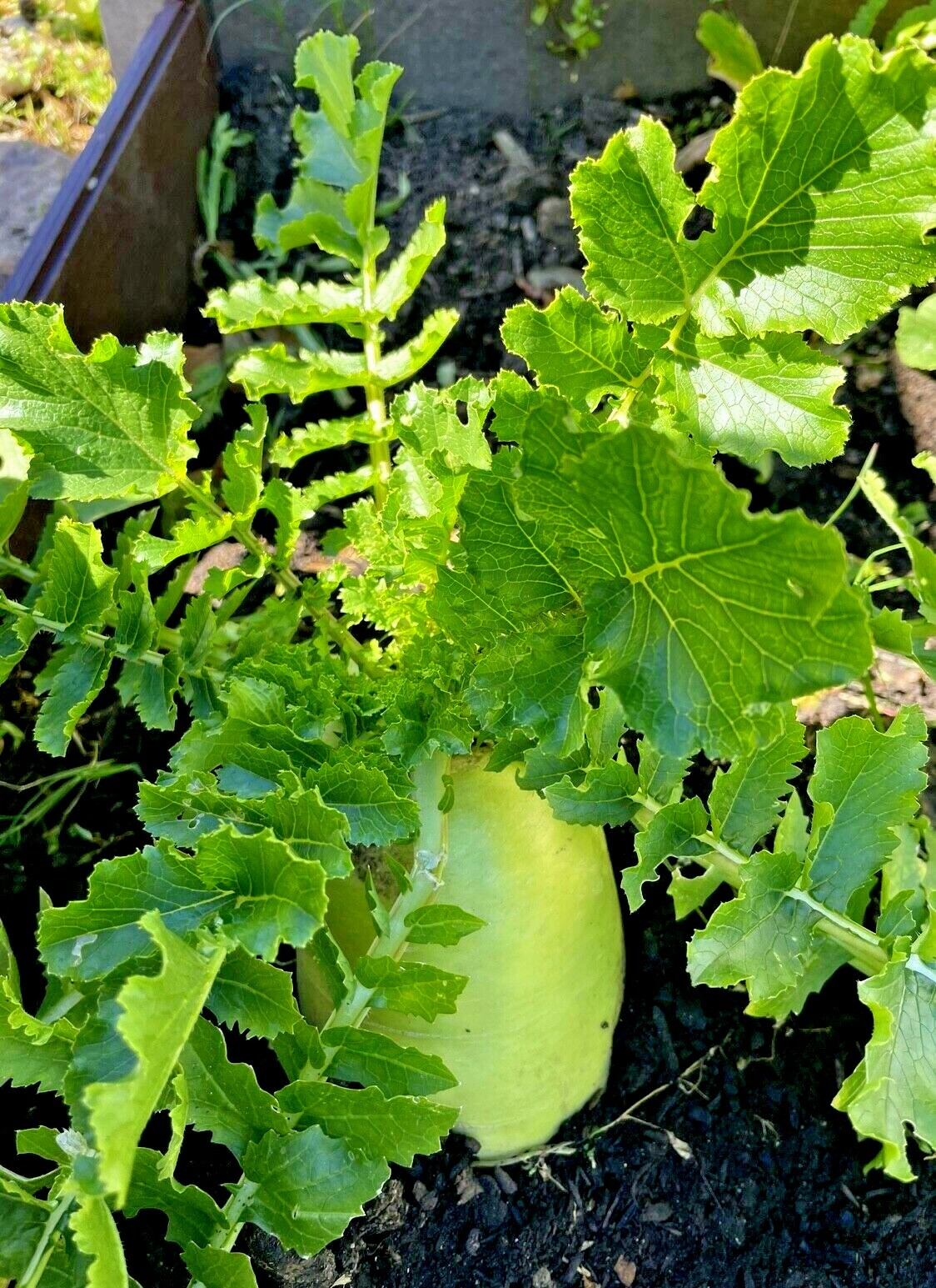 50 + Hybrid Korean Radish Dong Ha Radish F1 Seeds