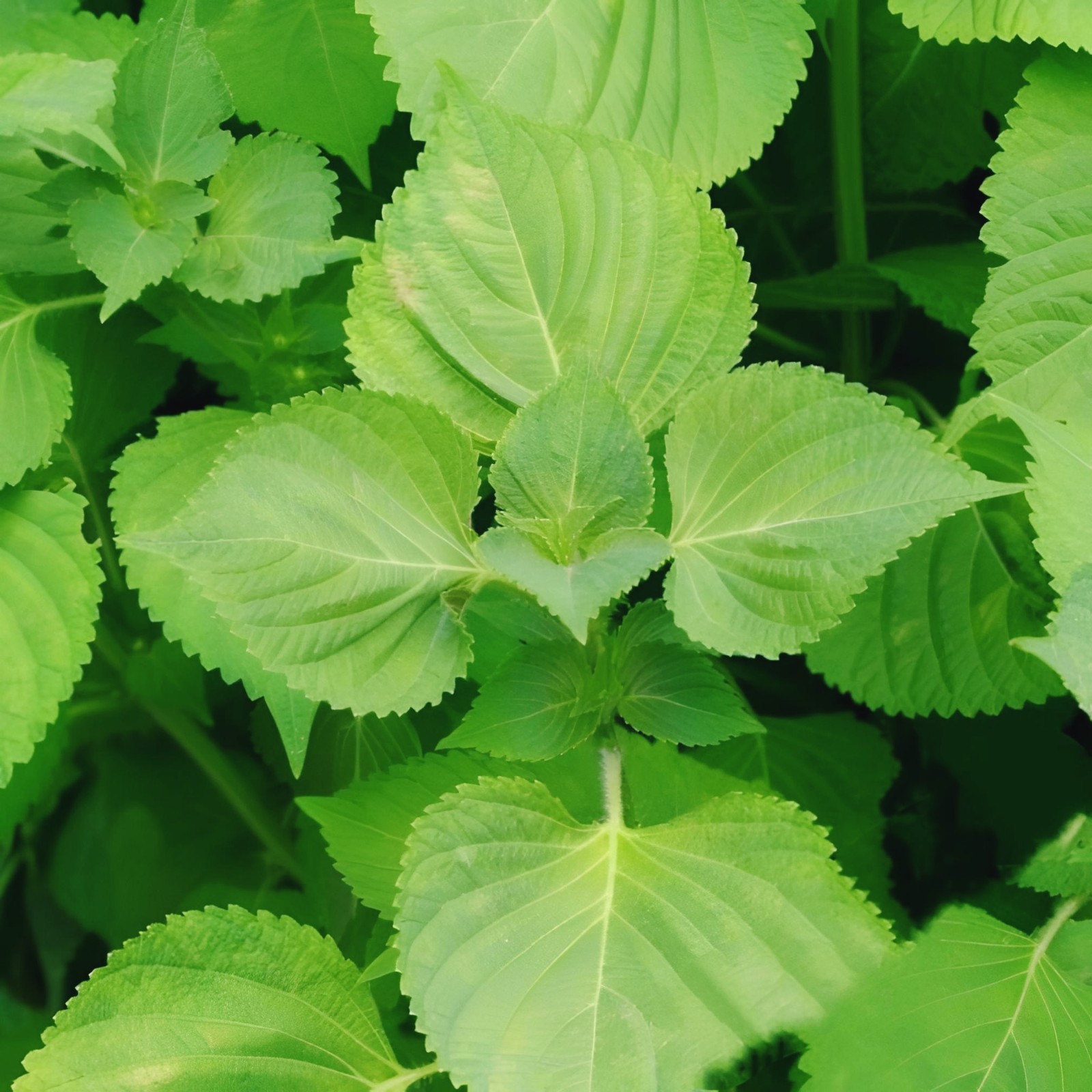 Green Shiso Seeds, Perilla, Japanese Basil, Red Mint, ~~ 200 seeds