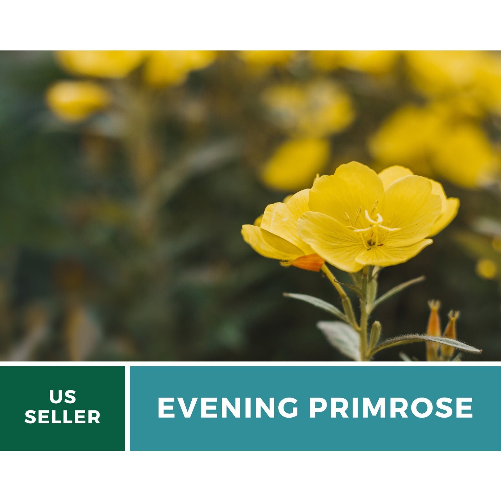 Evening Primrose seeds – Heirloom Flower (Oenothera biennis)