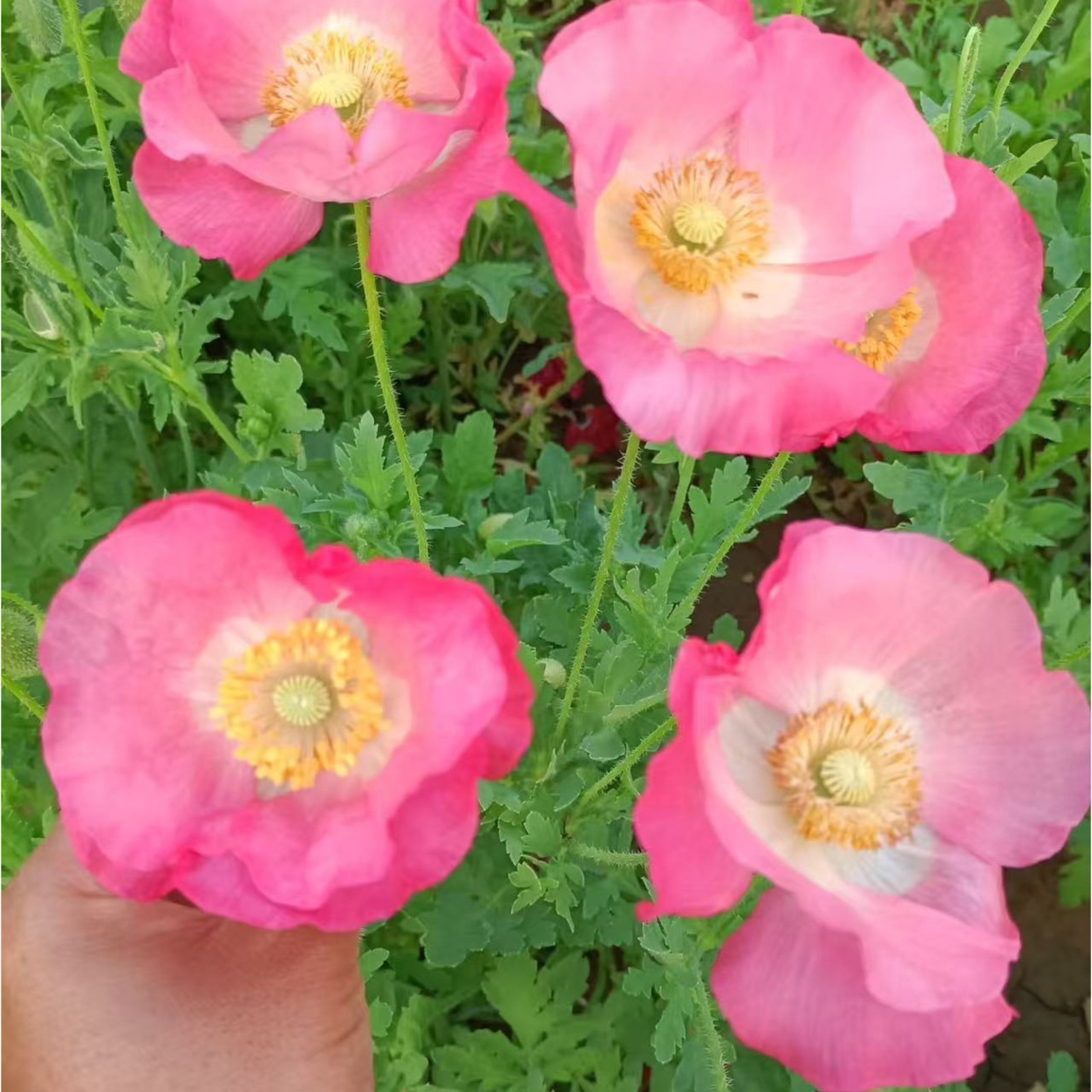 1000 Double Pink Shirley Poppy Seeds – Papaver rhoeas Garden Flower Zones 3–10