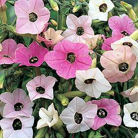 Nicotiana Marshmallow 250 seeds