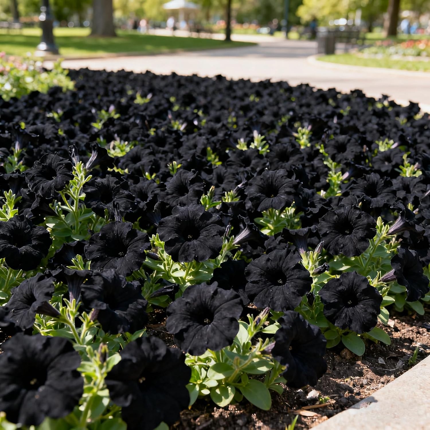 300+ Petunia Seeds for Planting, Black Petunia Flowers Seeds Garden Hanging Bask