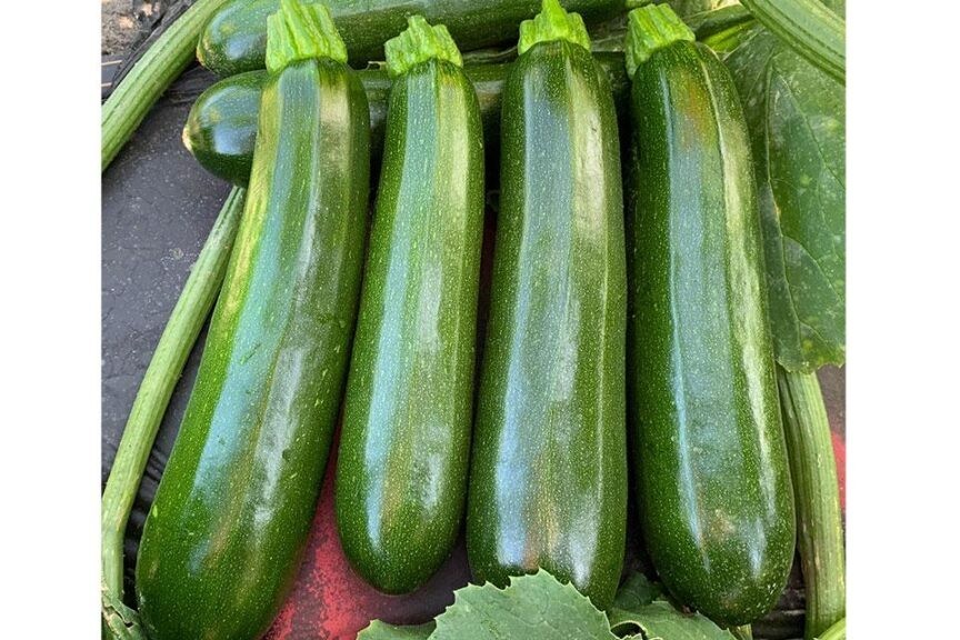 20 Fresh Dark Green Zucchini Summer Premium | NON-GMO | Squash Seeds-B 23