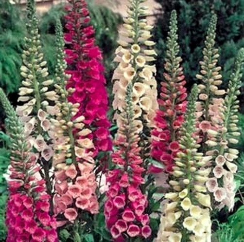 Dwarf Foxglove Seeds, Mixed Foxgloves, Heirloom Flower Seeds, Short Spikes 100ct