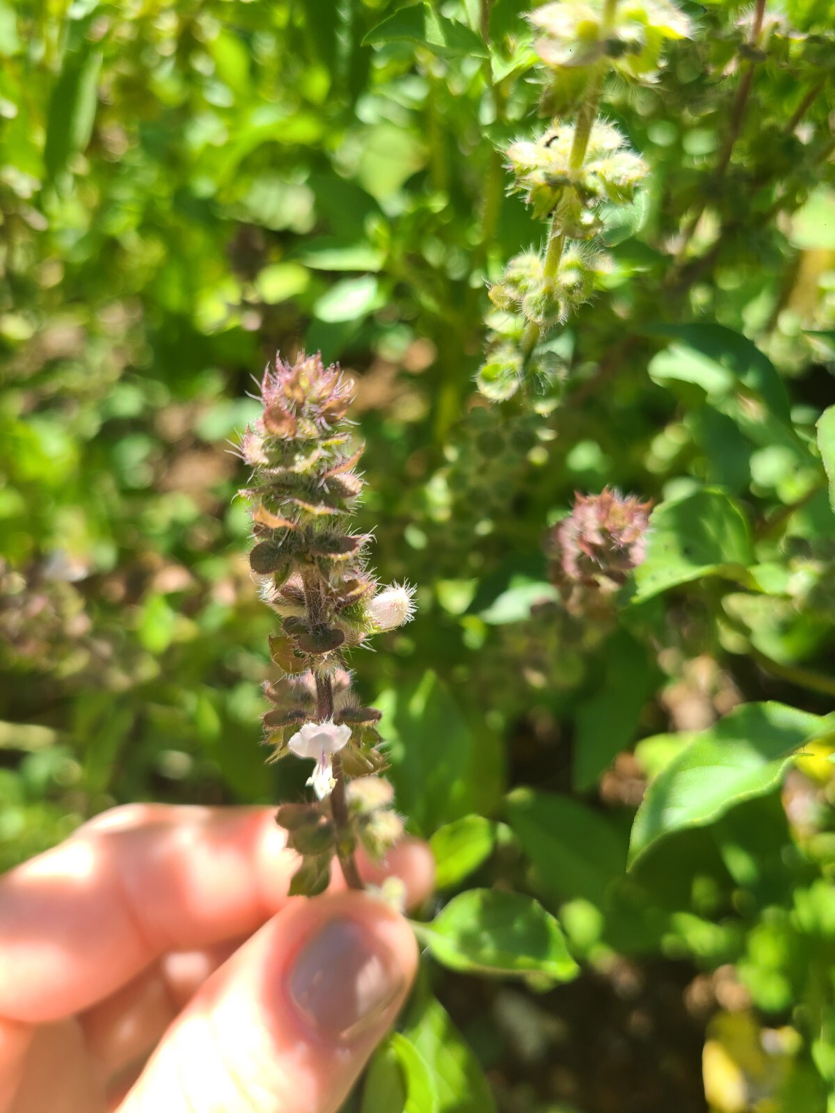 100+ Count Holy Basil Seeds | Ocimum tenuiflorum| Tisane Tea | Herb