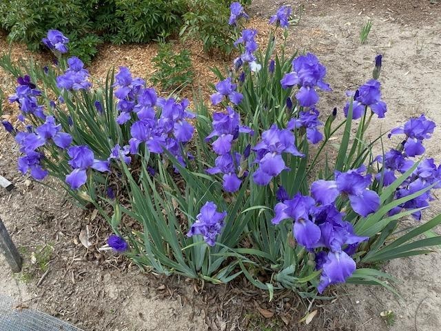 5 REBLOOMING Iris Rhizome “Summer Holidays” Tall Blue Bearded Repeats Early/Late