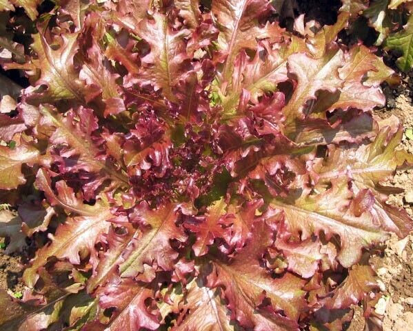 1 Gram Fresh | NON-GMO | Red Salad Bowl Leaf Premium Lettuce Seeds-B 43