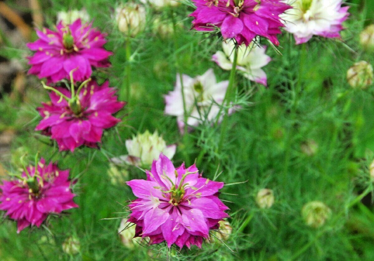 501+LOVE IN A MIST Flower Seeds Flowering Annual Cut Dried Flowers Container