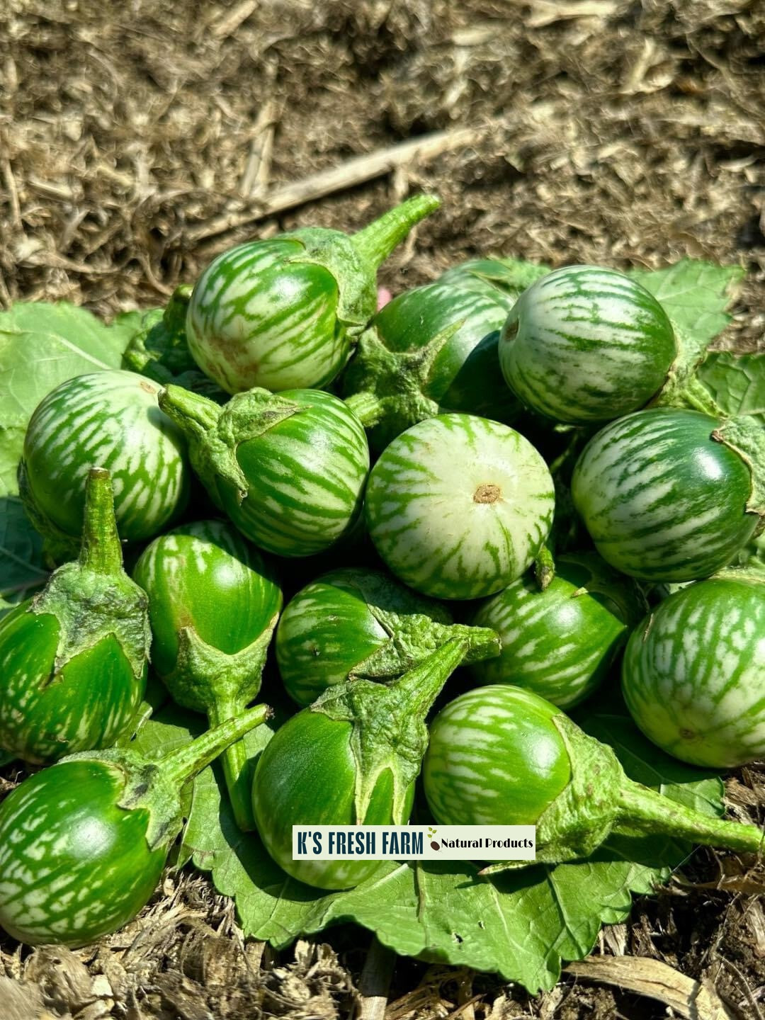 Eggplant Seeds(White+Purple Round/Long Purple/Green Thai) Cà Pháo/ Cà tím/Cà dĩa