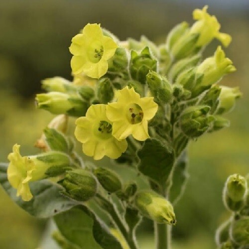 2,500 Ceremonial Sacred Indian Nicotiana Rustica Midewiwan Tobacco Seeds