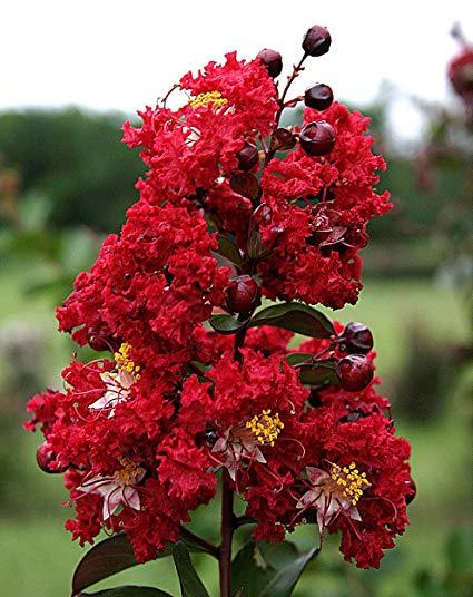 Lagerstroemia Dynamite HARDY RED CRAPE MYRTLE Seeds!