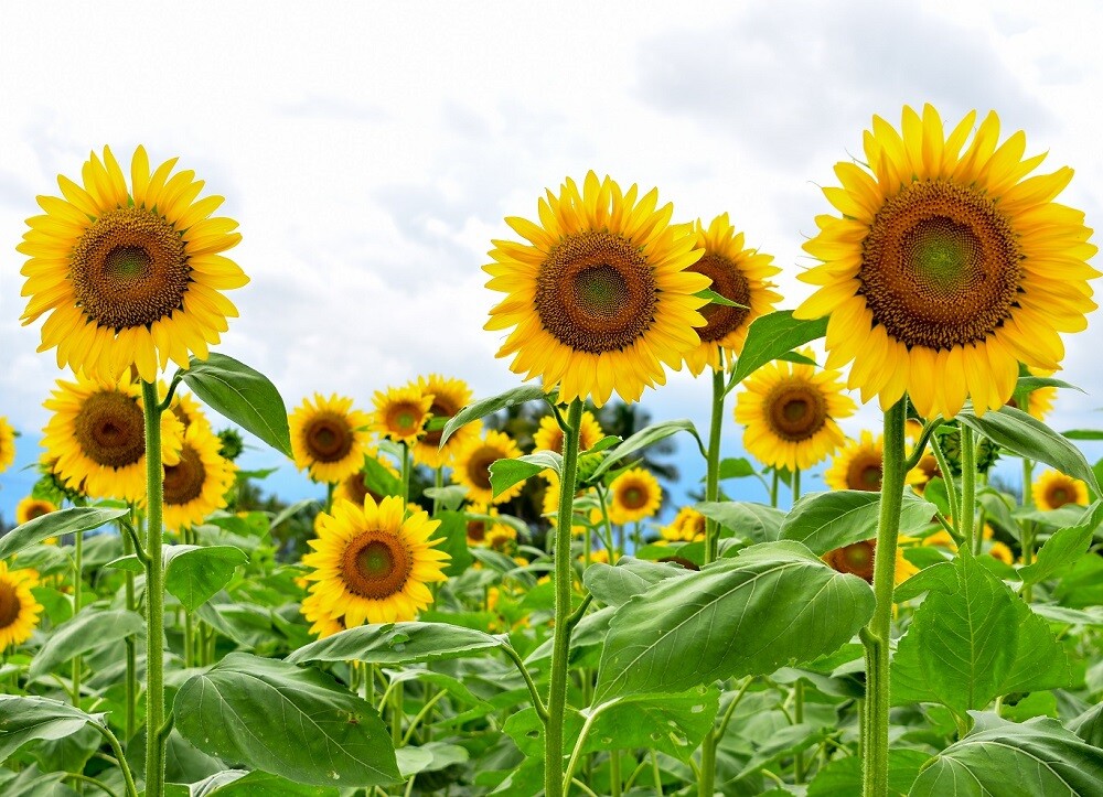 Giant Sunflower Seeds for Planting – Heirloom & Non-GMO – Open Pollinator Seeds