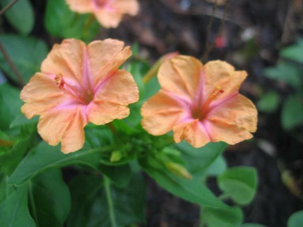 Mirabilis jalapa | Salmon Four O’clock | 5 Seeds