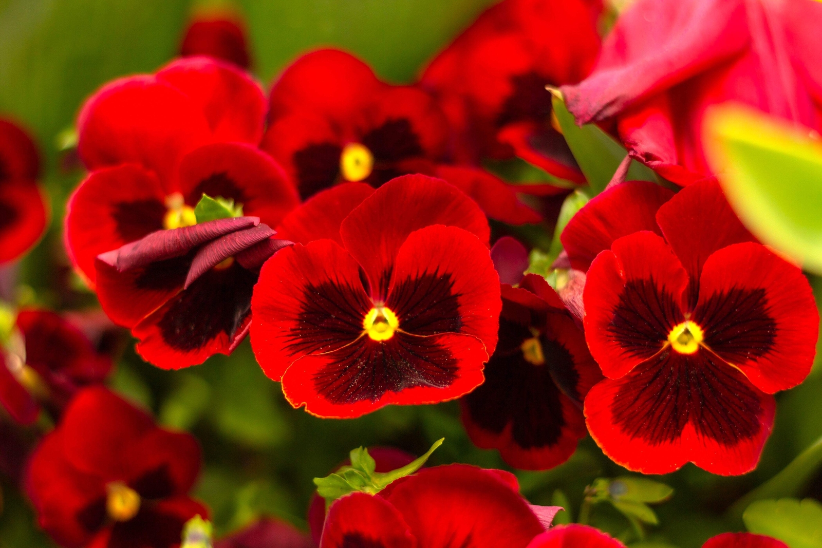 50 RED & BROWN PANSY Swiss Giant Viola Wittrockiana Violet Flower Seeds *Flat SH