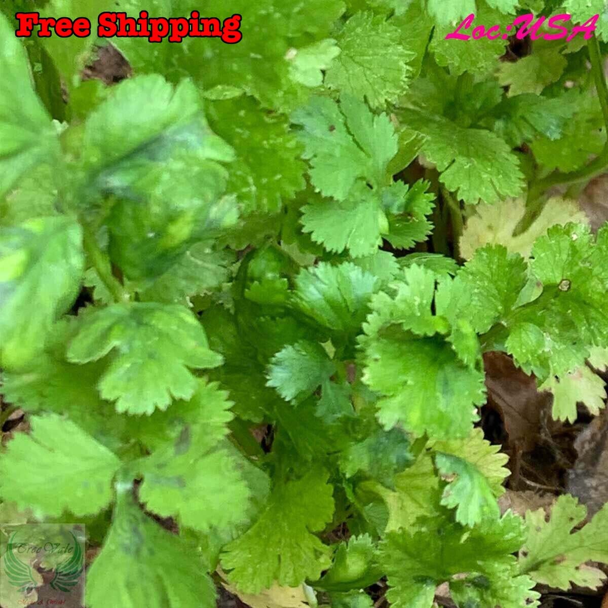 500+ Seeds | Cilantro Coriander Seeds NON-GMO – FREE SHIPPING