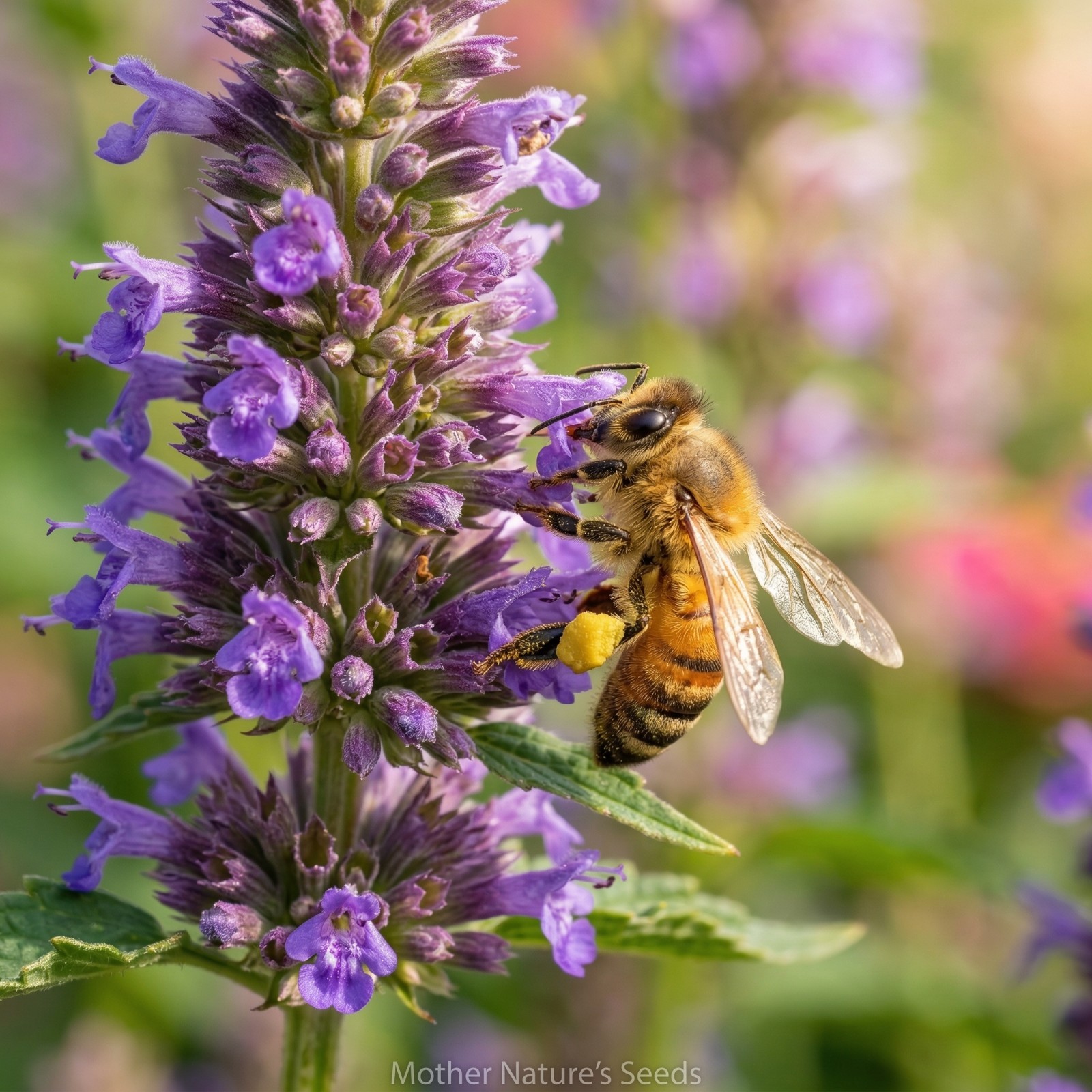 Landscaper’s Pack Super Mix SAVE THE BEES Bulk Wild flowers Non-GMO 3000 Seeds!
